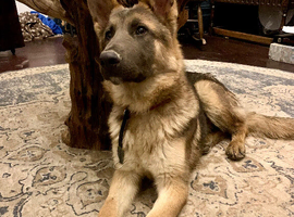 Meet Rayven &ndash; The Ultimate Family Sweetheart (Full GSD, Loves Kids & Dogs!)