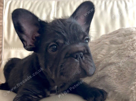 Beautiful frenchie pups