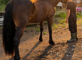2yr Welsh d gelding to make 14.1/2