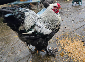 Beautiful Dark Brahma Free