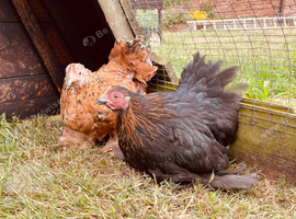 Pekin girls