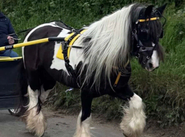 14.2 bombproof ride and drive mare