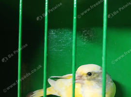 Pied greenfich