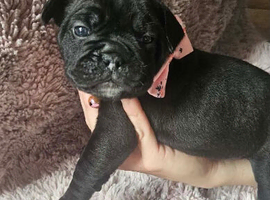 French bull dog cross old tyke English bulldog