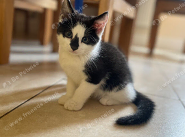 4 kittens (girls and boys)