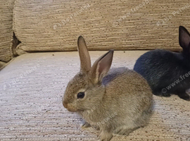 Baby rabbits ready now. Born 15th June.