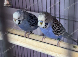Bonded pair violet budgies & a spare female
