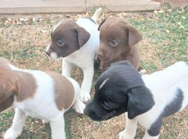 Minature jack russell puppies ready now