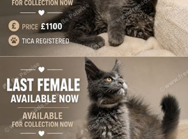 Available now! Last Two TICA Registered Maine Coon