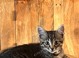 Kitten 10 weeks old