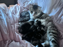 Kittens