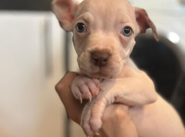 READY TO LEAVE Staffie puppies