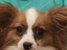 Red sable and white male papillon