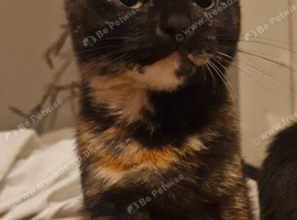 Urgent older kitten/young cats needing new homes (please read)