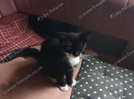 White and black kittens