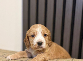 Cocker spaniels puppies