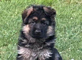 Outstanding KC German Shepherd puppies