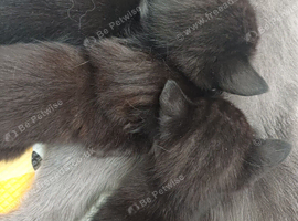 Black Tabby kittens