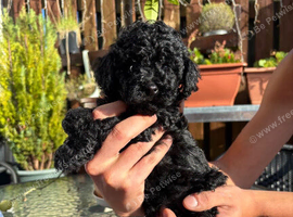 3 maltipoo puppies looking for a loving caring home
