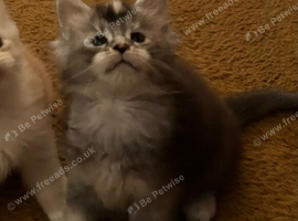 Stunning tica registered girl
