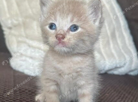 4 kittens in a litter