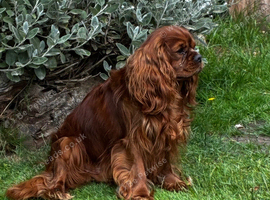 Ruby King Charles