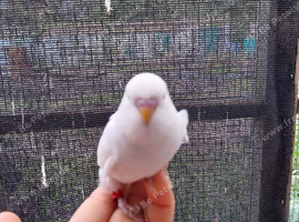 Budgies for sale
