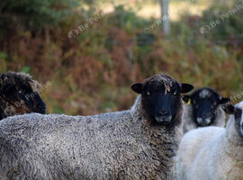 Adult Fiber Pet Ewes and Wethers Curly Wool Leicester Longwool Gotland Shetland Icelandic Mixes