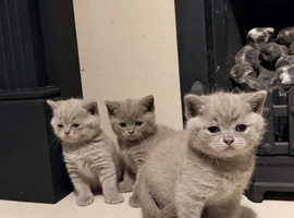 British shorthair kittens