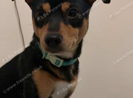Little rocky