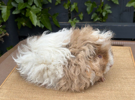 Quality Lunkarya guinea pigs