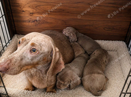8-week-old Miniature Dachshund puppies looking for their forever homes. 3 boys and 1 girl.
