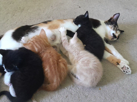 beautiful mixed kittens ready to leave