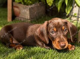 KC Registered Miniature dachshund puppy&rsquo;s READY NOW!