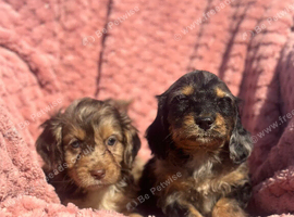 Stunning litter of cockapoo puppies