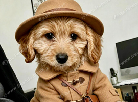 STUNNING MALTIPOO BOY