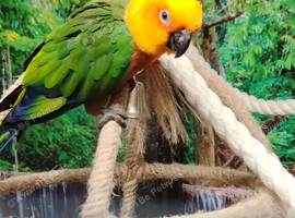 Female Janday parakeet
