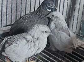 Chainese quails