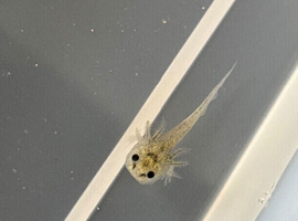 axolotl babies GFP gene