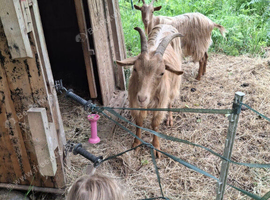 Golden Guernsey Wethers Brothers