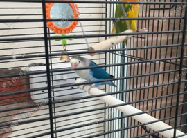 Two breeding love birds