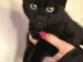 Russian black X 3 months boy very loving