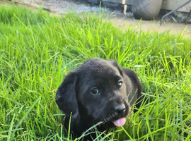 Black Labrador Retriever Puppies and Dogs for sale in Aspull | Freeads Pets