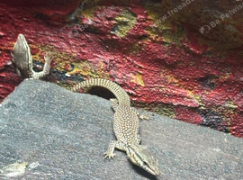 Baby ackie monitors ready to leave &pound;60 each