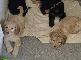 F1 Gorgeous Cokapoos Mother poodle (small to medium in size ) & Father cocker spaniel (small to medium size)