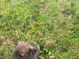 Jack Russel pup urgent