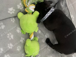 Female black jack Russel/patterjack puppy with tinge white