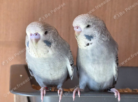 exhibition/show  budgies