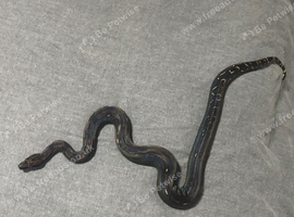 IMG Black Devil Boa Constrictor