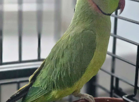 INDIAN RING NECK  FULL ACCESSORIES